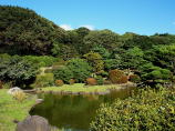小石川植物園画像3