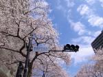 グリーンハウス　播磨坂の桜